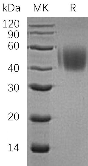 BL-0394NP: Greater than 95% as determined by reducing SDS-PAGE. (QC verified)