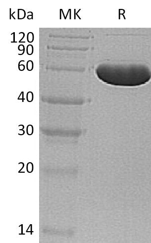 BL-0386NP: Greater than 95% as determined by reducing SDS-PAGE. (QC verified)