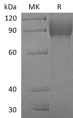 BL-0392NP: Greater than 95% as determined by reducing SDS-PAGE. (QC verified)