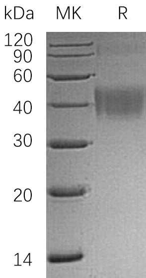 BL-0396NP: Greater than 95% as determined by reducing SDS-PAGE. (QC verified)