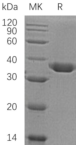 BL-0390NP: Greater than 95% as determined by reducing SDS-PAGE. (QC verified)