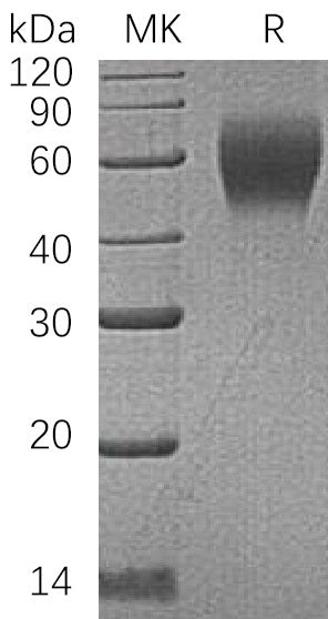 BL-0397NP: Greater than 95% as determined by reducing SDS-PAGE. (QC verified)