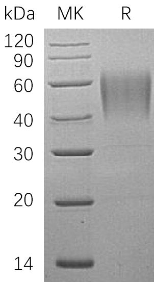 BL-0391NP: Greater than 95% as determined by reducing SDS-PAGE. (QC verified)