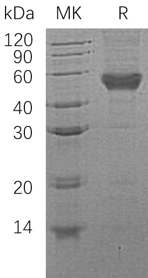 BL-0393NP: Greater than 95% as determined by reducing SDS-PAGE. (QC verified)