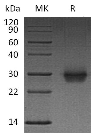 BL-0387NP: Greater than 95% as determined by reducing SDS-PAGE. (QC verified)