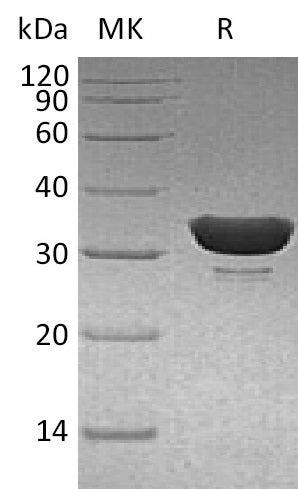 BL-0374NP: Greater than 95% as determined by reducing SDS-PAGE. (QC verified)