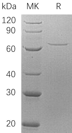 BL-0375NP: Greater than 95% as determined by reducing SDS-PAGE. (QC verified)