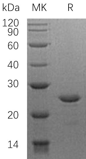 BL-0381NP: Greater than 95% as determined by reducing SDS-PAGE. (QC verified)