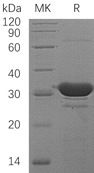 BL-0376NP: Greater than 95% as determined by reducing SDS-PAGE. (QC verified)