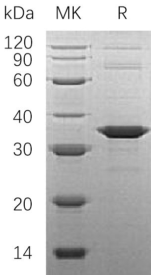 BL-0377NP: Greater than 95% as determined by reducing SDS-PAGE. (QC verified)