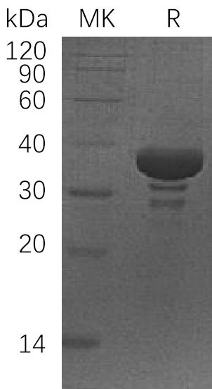 BL-0379NP: Greater than 95% as determined by reducing SDS-PAGE. (QC verified)