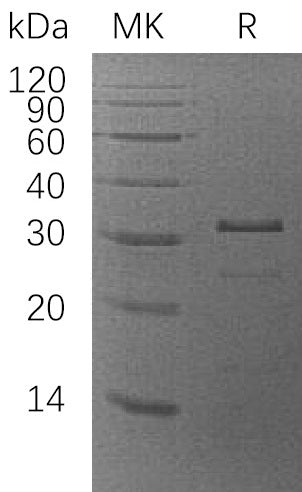 BL-0378NP: Greater than 95% as determined by reducing SDS-PAGE. (QC verified)