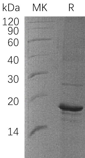 BL-0380NP: Greater than 90% as determined by reducing SDS-PAGE. (QC verified)