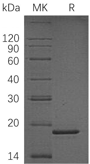 BL-1312NP: Greater than 90% as determined by reducing SDS-PAGE. (QC verified)