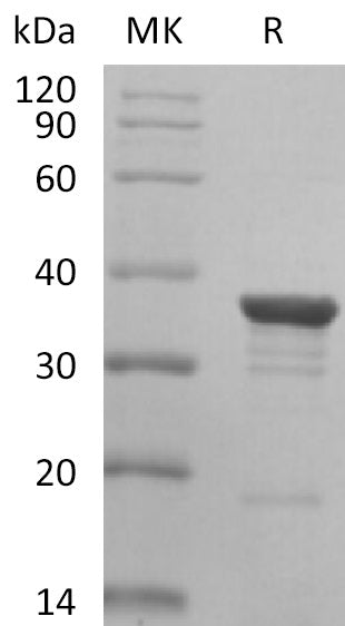 BL-2047NP: Greater than 90% as determined by reducing SDS-PAGE. (QC verified)