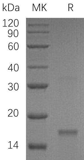 BL-0330NP: Greater than 95% as determined by reducing SDS-PAGE. (QC verified)