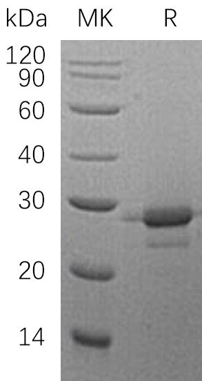 BL-0384NP: Greater than 95% as determined by reducing SDS-PAGE. (QC verified)