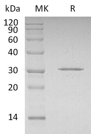 BL-0383NP: Greater than 95% as determined by reducing SDS-PAGE. (QC verified)