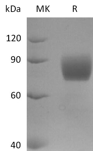 BL-2552NP: Greater than 95% as determined by reducing SDS-PAGE. (QC verified)