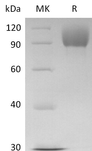 BL-2608NP: Greater than 95% as determined by reducing SDS-PAGE. (QC verified)