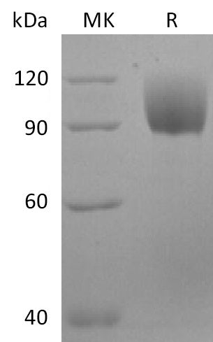 BL-2548NP: Greater than 95% as determined by reducing SDS-PAGE. (QC verified)