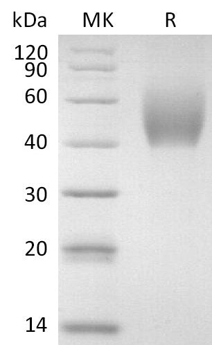 BL-2643NP: Greater than 95% as determined by reducing SDS-PAGE. (QC verified)