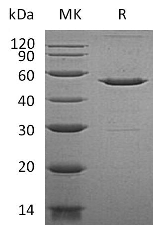 BL-0248NP: Greater than 95% as determined by reducing SDS-PAGE. (QC verified)