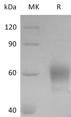 BL-2748NP: Greater than 95% as determined by reducing SDS-PAGE. (QC verified)