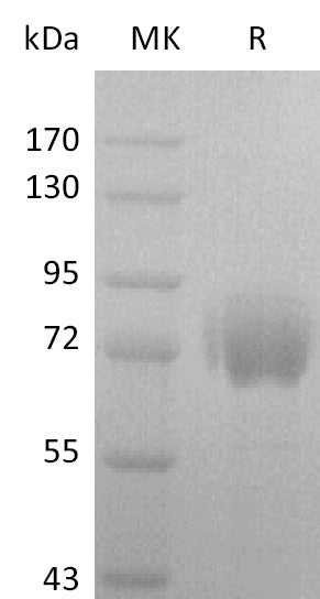 BL-2843NP: Greater than 95% as determined by reducing SDS-PAGE. (QC verified)