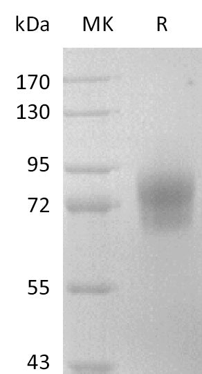 BL-2844NP: Greater than 95% as determined by reducing SDS-PAGE. (QC verified)