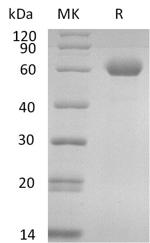 BL-2603NP: Greater than 95% as determined by reducing SDS-PAGE. (QC verified)