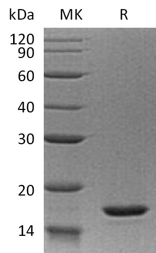 BL-1807NP: Greater than 95% as determined by reducing SDS-PAGE. (QC verified)