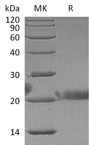 BL-0341NP: Greater than 95% as determined by reducing SDS-PAGE. (QC verified)