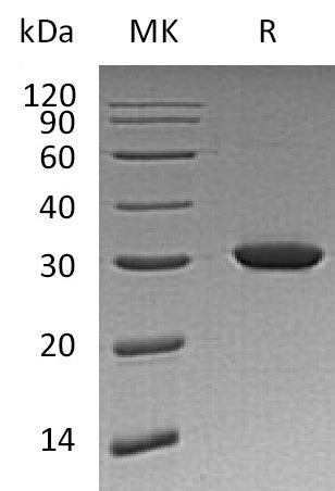 BL-2040NP: Greater than 95% as determined by reducing SDS-PAGE. (QC verified)