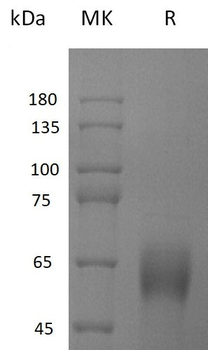 BL-2525NP: Greater than 95% as determined by reducing SDS-PAGE. (QC verified)