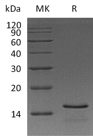 BL-2237NP: Greater than 95% as determined by reducing SDS-PAGE. (QC verified)