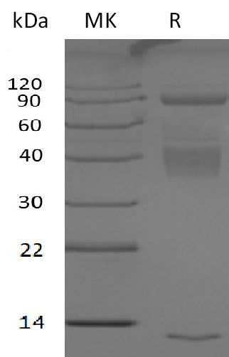 BL-2522NP: Greater than 95% as determined by reducing SDS-PAGE. (QC verified)