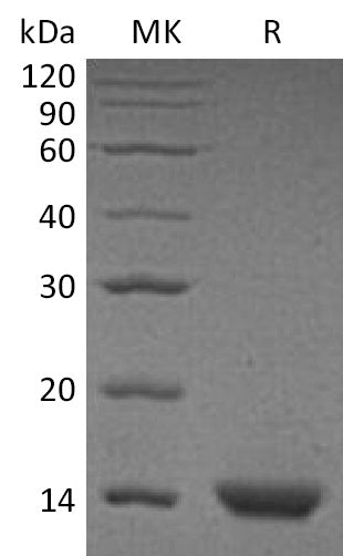 BL-0343NP: Greater than 95% as determined by reducing SDS-PAGE. (QC verified)