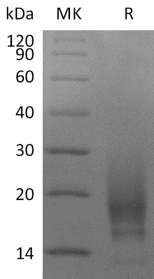 BL-2625NP: Greater than 95% as determined by reducing SDS-PAGE. (QC verified)