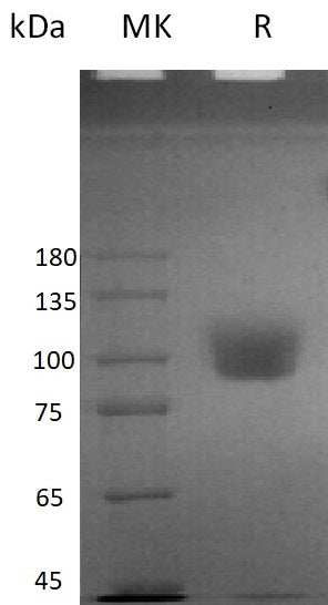 BL-2848NP: Greater than 95% as determined by reducing SDS-PAGE. (QC verified)