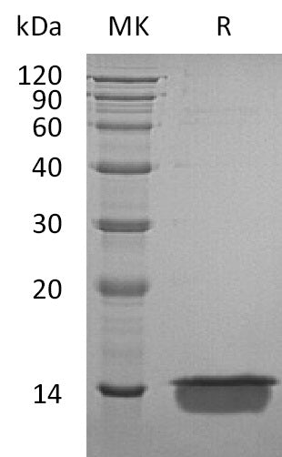 BL-0342NP: Greater than 95% as determined by reducing SDS-PAGE. (QC verified)