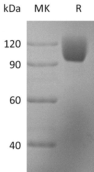 BL-2719NP: Greater than 95% as determined by reducing SDS-PAGE. (QC verified)