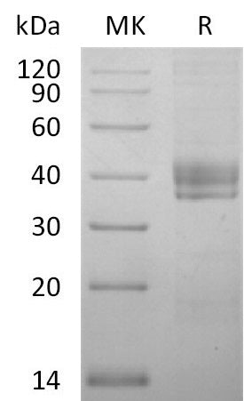 BL-2741NP: Greater than 95% as determined by reducing SDS-PAGE. (QC verified)