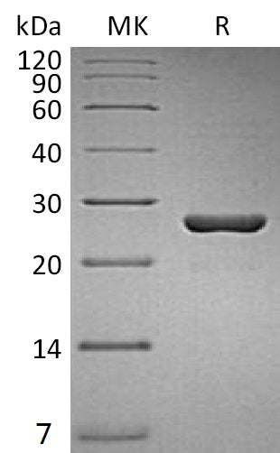 BL-2042NP: Greater than 95% as determined by reducing SDS-PAGE. (QC verified)