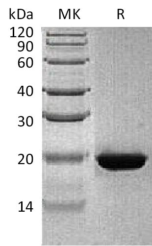 BL-1809NP: Greater than 90% as determined by reducing SDS-PAGE. (QC verified)