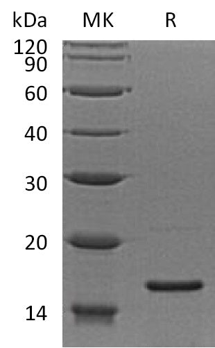 BL-1810NP: Greater than 95% as determined by reducing SDS-PAGE. (QC verified)