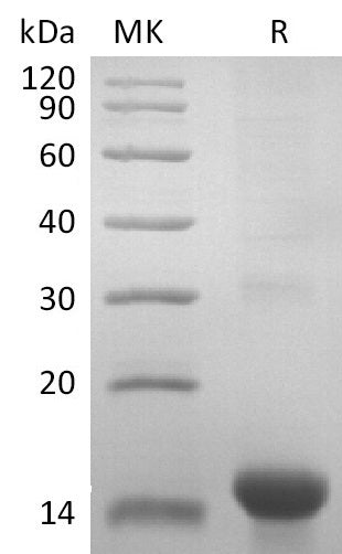 BL-2893NP: Greater than 95% as determined by reducing SDS-PAGE. (QC verified)