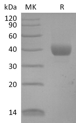 BL-2618NP: Greater than 95% as determined by reducing SDS-PAGE. (QC verified)