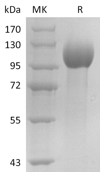 BL-2907NP: Greater than 95% as determined by reducing SDS-PAGE. (QC verified)