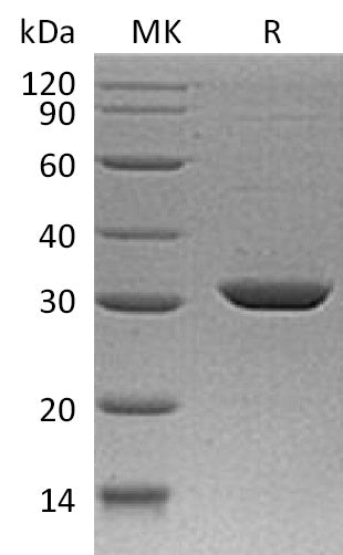 BL-2238NP: Greater than 95% as determined by reducing SDS-PAGE. (QC verified)